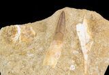Rooted Plesiosaur (Zarafasaura) Tooth - Morocco #43132-2